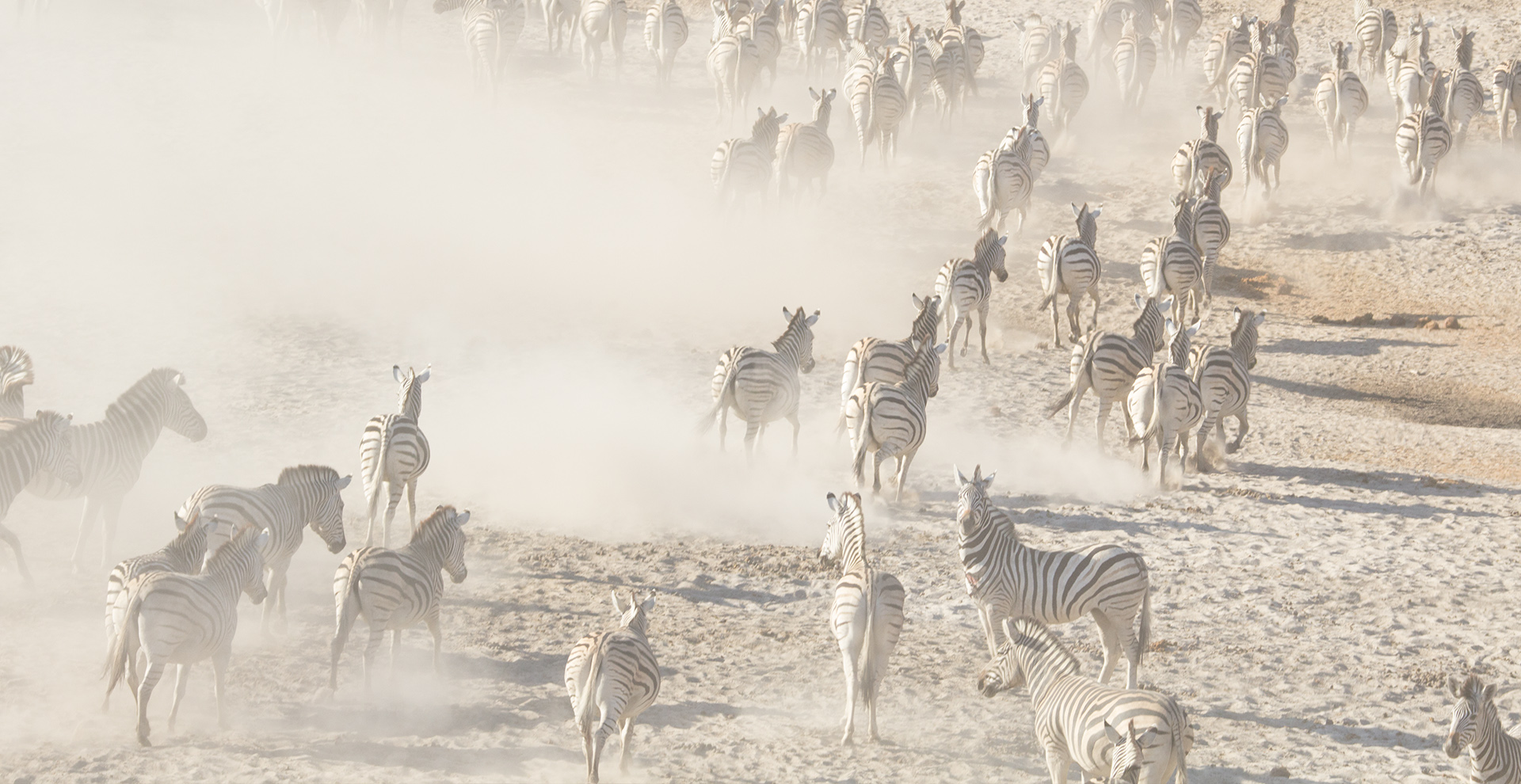 Zebra Migration Day Trip